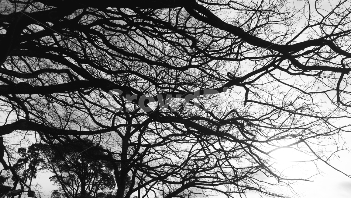 tree,나무,plant,식물,treetrunk,실루엣,silhouette,나무줄기