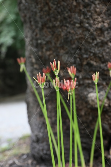 꽃무릇,꽃,식물,자연,석산,식물,자연,plants,nature,꽃,flower