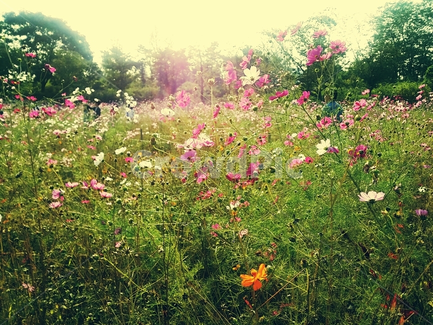 코스모스,꽃,가을,가을감성,flower,따뜻한