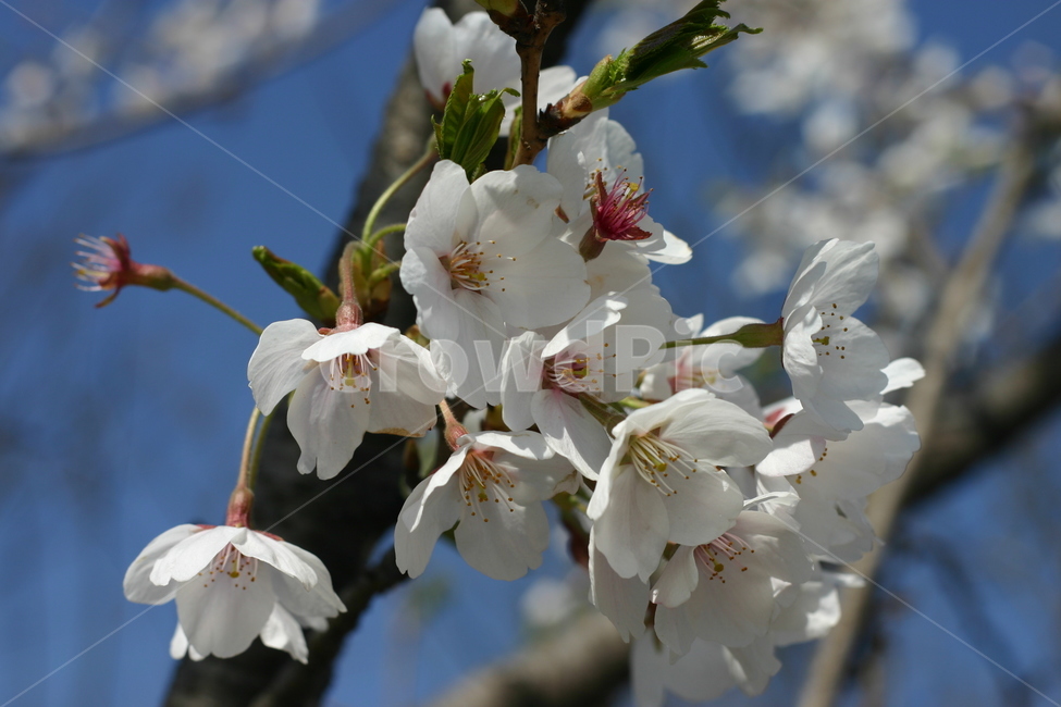 벚꽃,cherryblossom,sakura,flower,yinghua,yinghua,sakuraflower,background,white,tree,leaf,plant,green,nature,leaves,branch,fruit,isolated,spring,fresh,foliage,garden,agriculture,flora,growth,forest,herb,organic,blossom,pine,macro,closeup,closeup,natural,twig,bloom,beauty,blooming,beautiful,petal,season,outdoors,environment,freshness,lush,grass,bouquet
