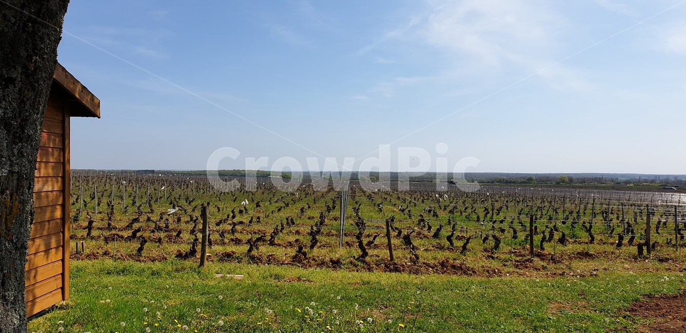nature,자연,포도밭,프랑스,한지방,농촌,farm,농장,countryside,rural