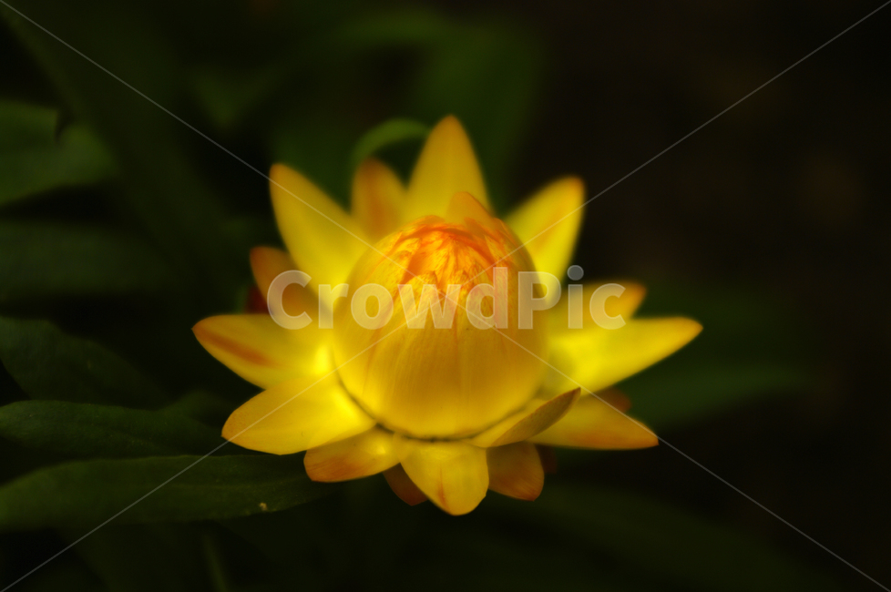 식물,꽃,색,color,종이꽃,식물,자연,plants,nature,꽃,flower