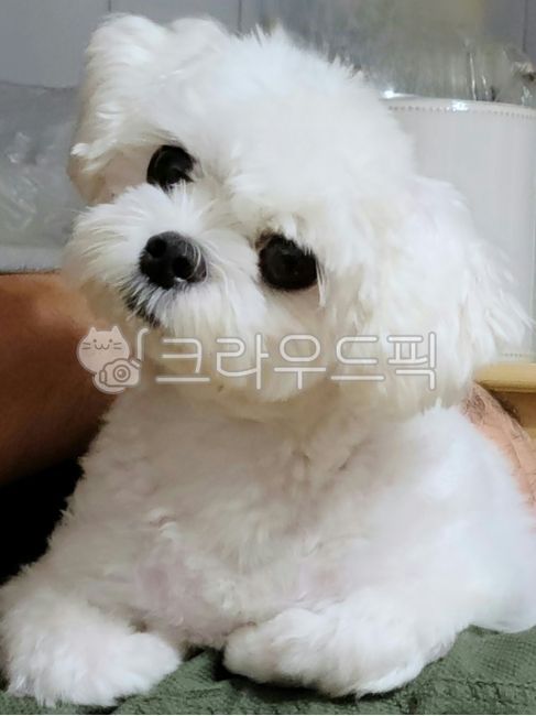 whitedog,white dog,Dog facial expression,maltese,Pets,mammal,puppy,animal,Dog,dog,mammalia,pet dog,pet