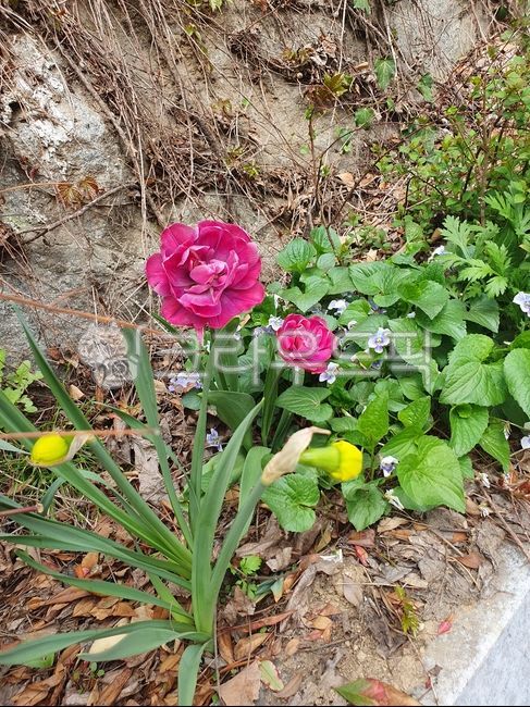 여러가지꽃,모둠꽃,길꽃,봄꽃들,flower,꽃,꽃잎