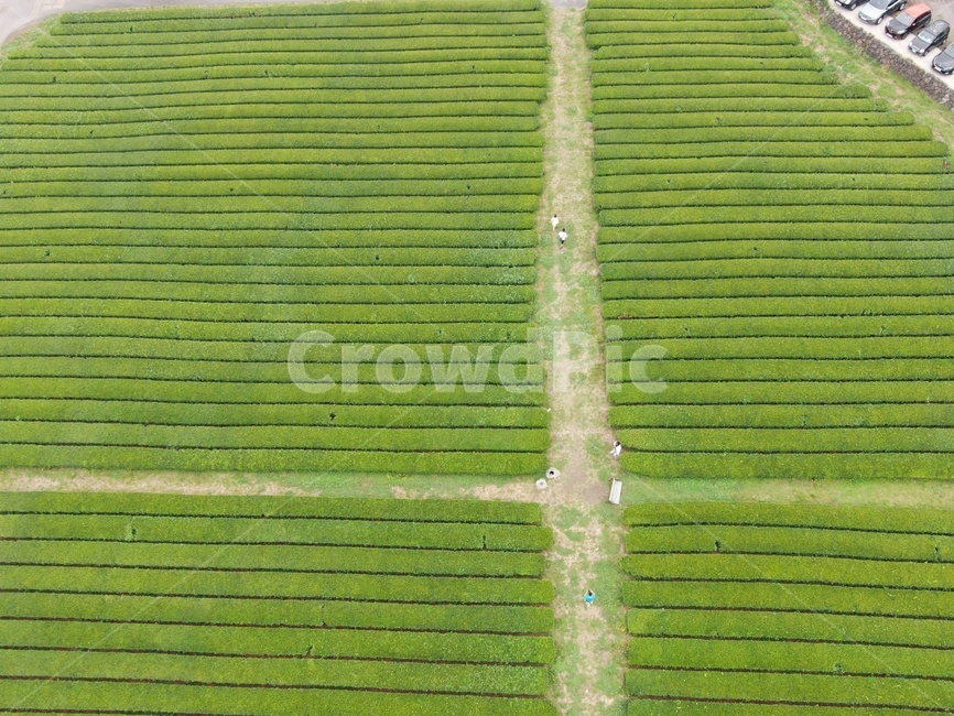 field,nature,녹차밭,outdoors,초록