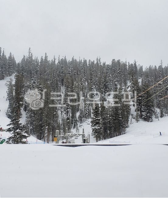 겨울,겨울스포츠,스키장,겨울산,스키리프트,winter,ski,lift,person,사람,인간,tree,나무,fir,전나무,nature,자연,눈,스노우,snow