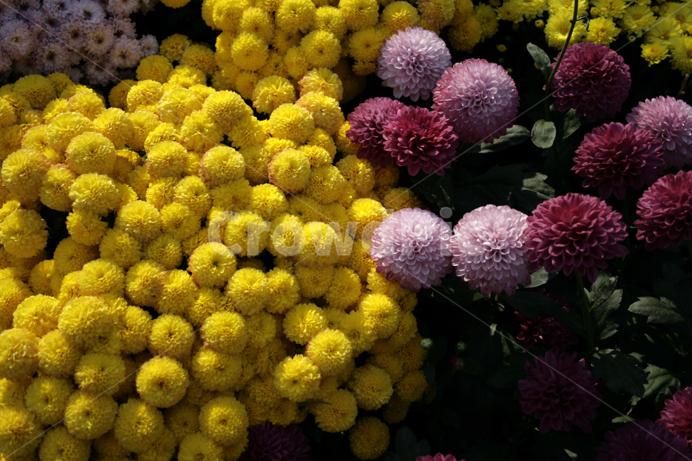 국화,꽃,가을,color,flower,식물,자연,plants,nature,꽃,flower