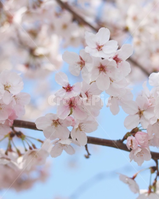 봄,벚꽃,벚나무,봄나들이,cherryblossoms