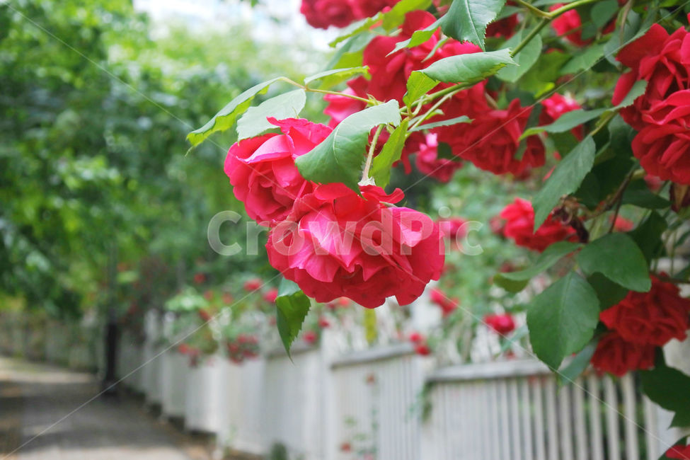 자연,장미,로즈,색감,초록,빨강,빨간색,초록색,green,red,rose
