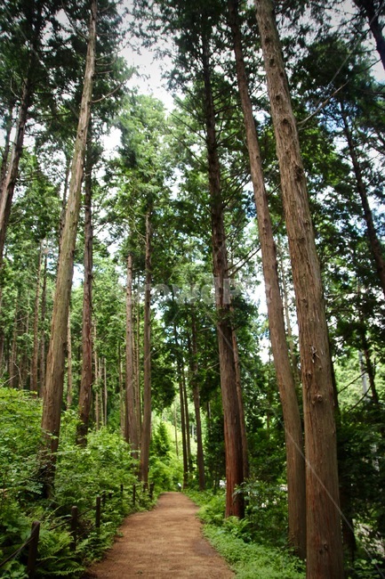 미래사,편백나무숲,편백나무,숲,등산로,자연학습,숲체험