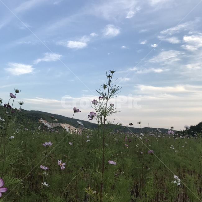 코스모스,코스모스밭,가을,산,꽃밭,꽃,푸른하늘,가을날씨