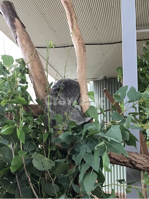 코알라,휴식,낮잠,졸음,유칼리나무,동물원,동물,animal,포유류,mammal