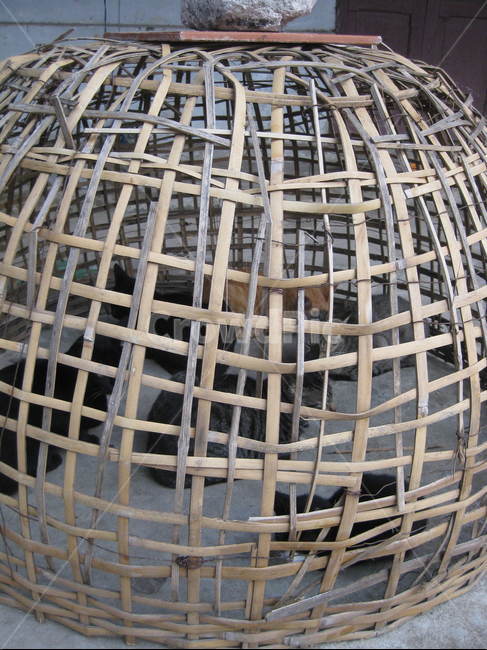 닭장,닭,대나무,chicken,cage