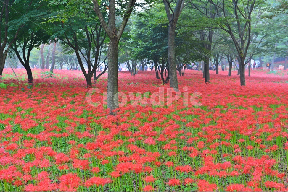 nature,자연,outdoors,옥외,plant,식물,tree,나무,경치,경관,풍경,영광,불갑사,꽃무릇,상사화축제,축제,아침,안경,빛,안개