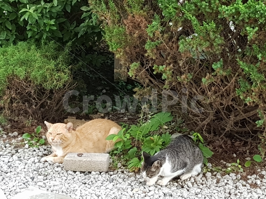 코리안숏헤어,koreancat,길양이,고양이,동물,동물,animal,포유류,mammal,고양이,cat,kitten,kitty