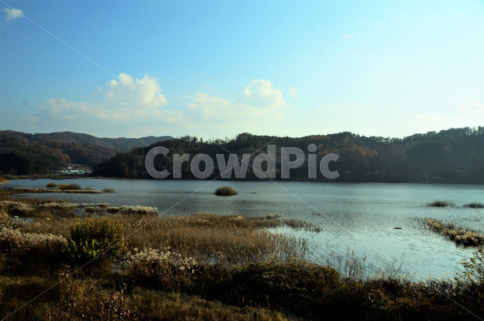 대청호,호수,습지,억새,억새밭,가을,한국풍경,자연풍경,자연,자연,풍경,nature,landscape,water,물,outdoors,옥외,reservoir,저수지