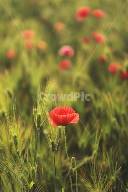 양귀비,청보리,녹색,공원,정원,빨간색,풀,초원,꽃,여름,식물,자연,plants,nature,꽃,flower