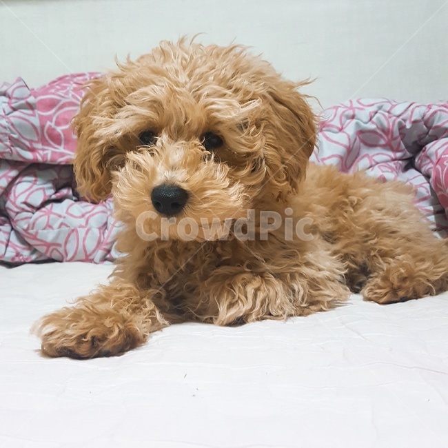 인형같은,강아지,털긴,착하게생긴,순하게생긴,사자같은,dollish,puppy,longhair,lionlike,얌전한,엎드려있는