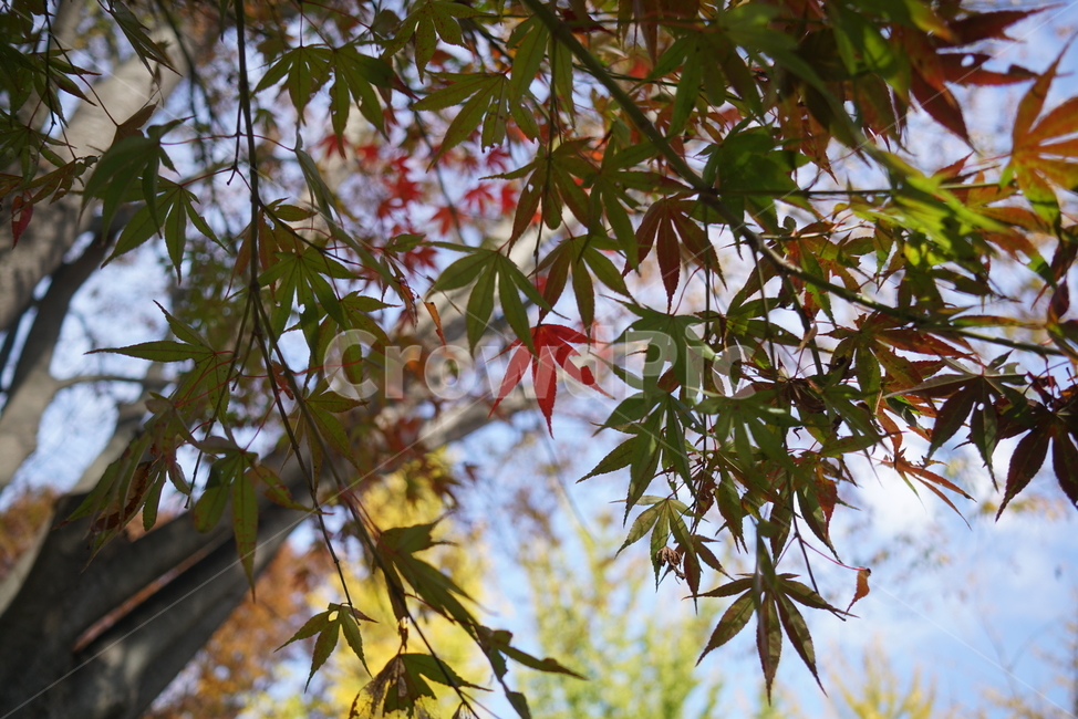 가을단풍,단풍잎,단풍나무,leaf,plant,식물,tree,maple,단풍,가을,계절,fall,autumn,season,식물,자연,plants,nature,나무,trees,wood