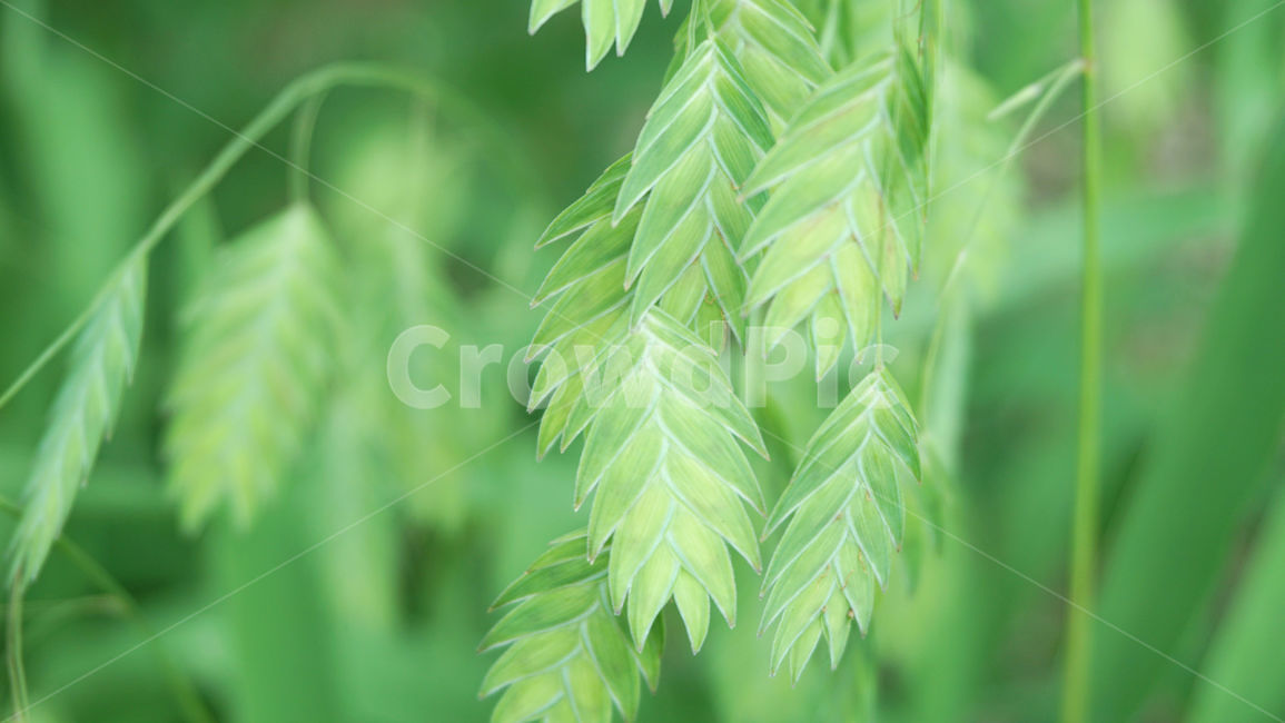 나뭇잎,연두색,초록색,초록잎,식물,잎,leaf,plant,싱그러운잎