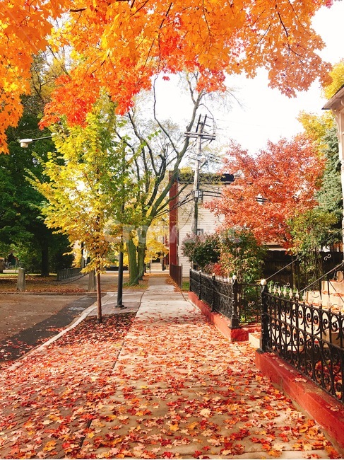 가을,낙엽,단풍,주택가,주황,빨강,노랑,미국,시카고,가을,계절,fall,autumn,season,plant,식물,leaf,잎,tree,나무,maple
