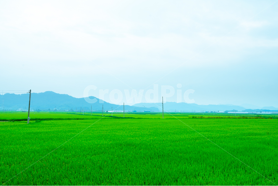 농촌,풍경,논,하늘,여름,ricepaddy,ruralarea,ciuntryside,sky,summer,green,landscape,풍경사진,감성사진,자연,풍경,nature,landscape,한국자연풍경,한국자연경관,korea nature landscape,시골,마을,country,rural,town,field,들,outdoors,옥외,grassland,목초지,grass,잔디,plant,식물