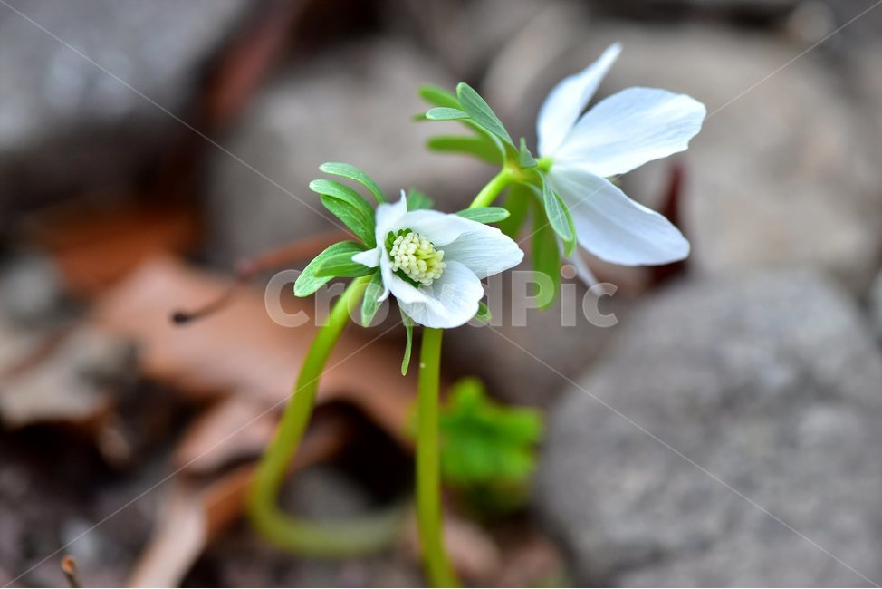 변산바람꽃,2018년,2월,야생화,꽃,생태,식물,자연,들꽃,산꽃,봄,감성,힐링,플라워,계절,시즌,wild,Flower,plants,nature,spring,season,배경,나무,목본,풀,초본,미나리아재비과,너도바람꽃속,flower,생태사진,봄꽃,거제도,봄,계절,spring,season,식물,자연,plants,nature,꽃,flower,plant