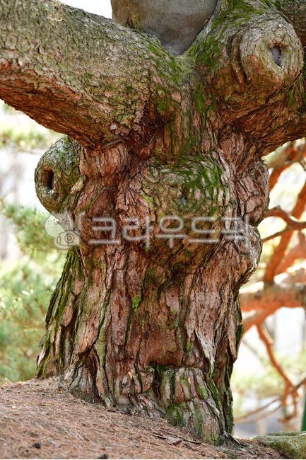 pine tree,protected tree,natural monument,tree,Old giant tree,stump