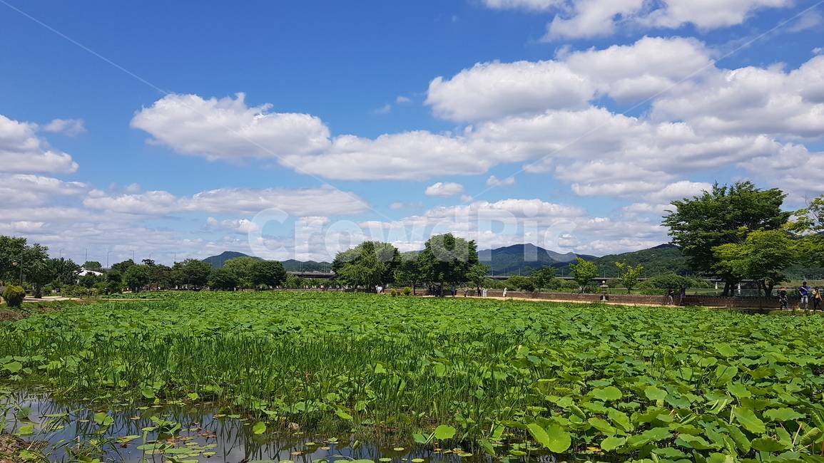 여름하늘,여름,하늘,청명함,깨끗함