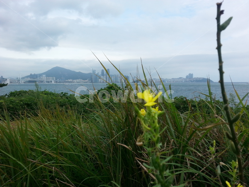 여름해안가,꽃,이기대해안산책로,부산오륙도,해맞이공원,식물,자연,plants,nature,꽃,flower