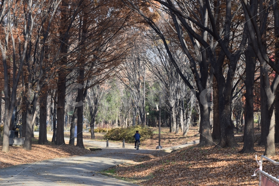 가을,낙엽,나뭇잎,풍경,자연,여행,이미지사진,감성사진,자연,풍경,nature,landscape,가을,계절,fall,autumn,season,tree,나무,plant,식물,tree trunk,나무 줄기,ground,바닥