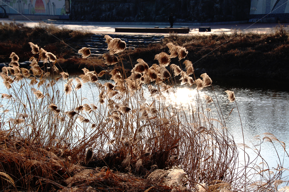 갈대,가을,평온,바람,reeds,fall,serenity,wind