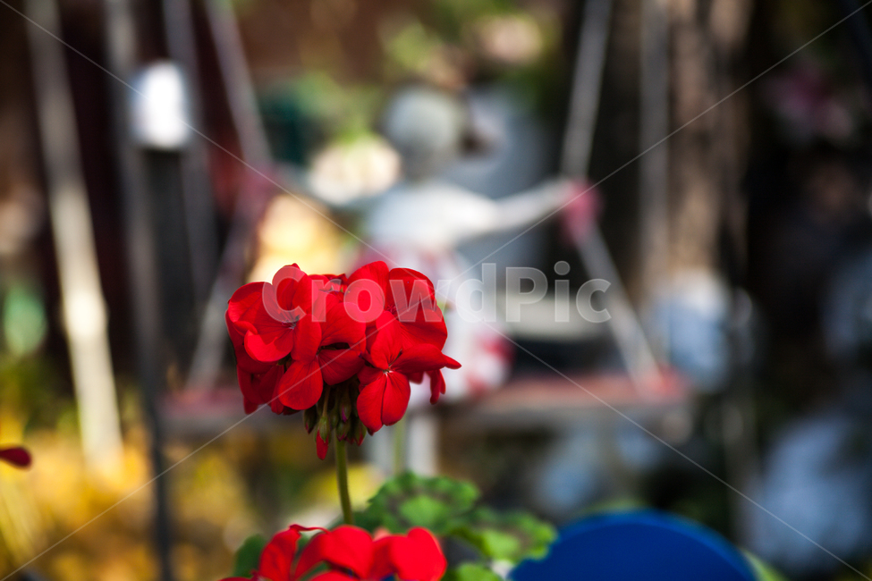 꽃,flower,식물,빨간색,빨간꽃,식물,자연,plants,nature,꽃,flower