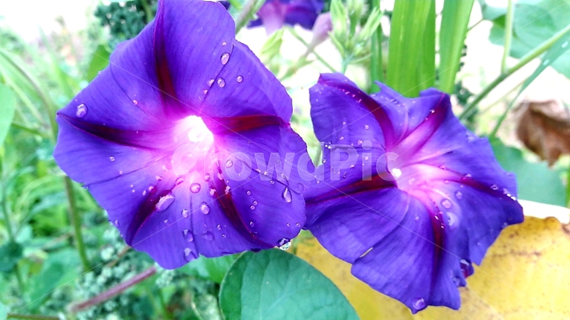 나팔꽃,보라색꽃,flower,빗방울,물방울