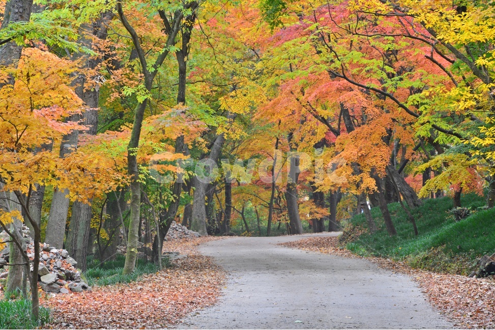 길,tree,나무,plant,식물,leaf,잎,maple,단풍,고창,선운사,선운사가을,가을,계절,추색,만추,단풍잎,낙엽,treetrunk,나무줄기,가을,계절,fall,autumn,season
