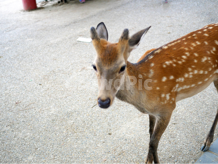 사슴,동물,포유류,짐승,animal,deer,초식동물,자연,생명,귀여운,귀엽다,귀엽게,동물,animal,포유류,mammal