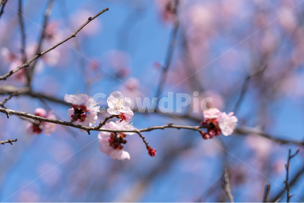 봄,매화,매화나무,봄꽃,풍경,봄,계절,spring,season,식물,자연,plants,nature,꽃,flower,plant,blossom