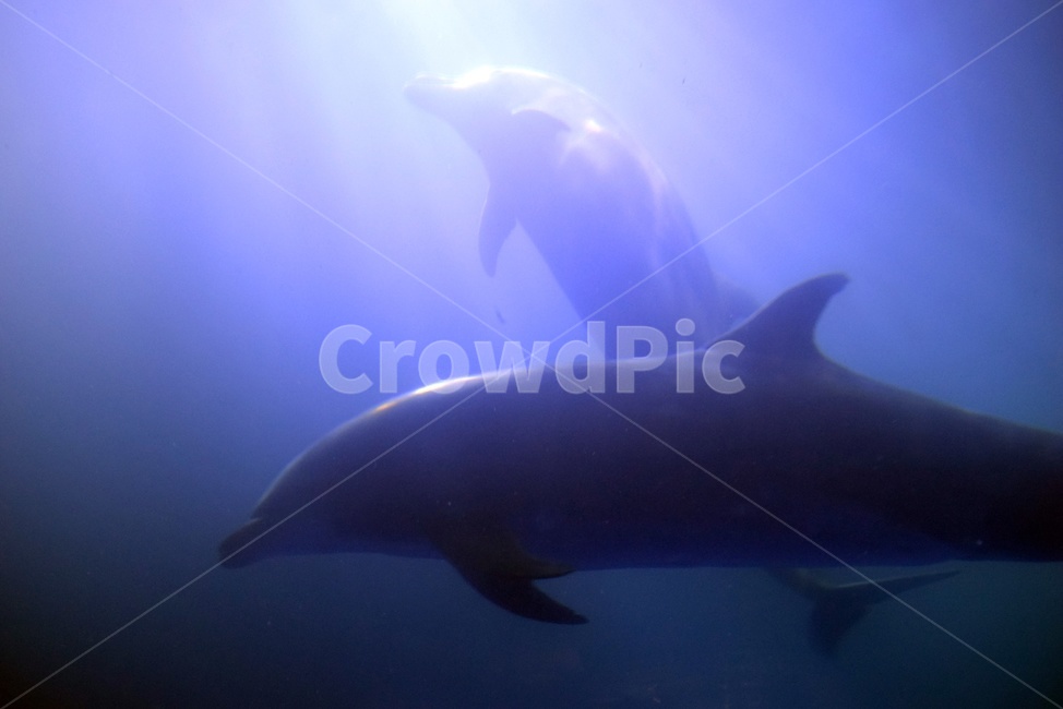돌고래,dolphin,수족관,아쿠아리움,해양생물,animal,동물,sealife,동물,animal