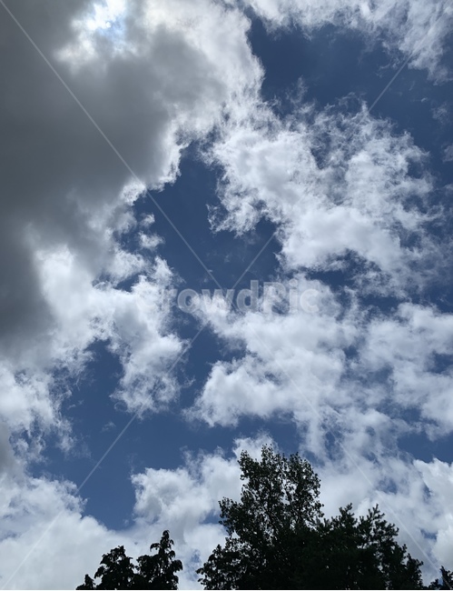 하늘,나무,구름,청량,sky,tree,blue