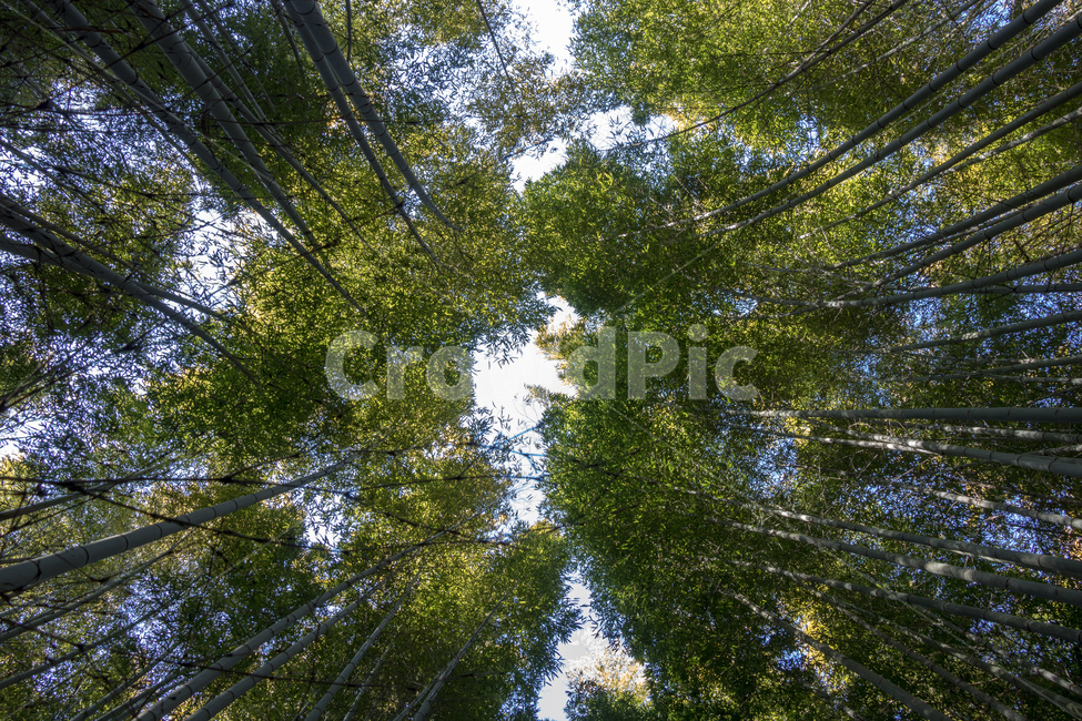 자연,대나무,하늘,초록빛,초록,생명,자연,풍경,nature,landscape,tree,나무,plant,식물