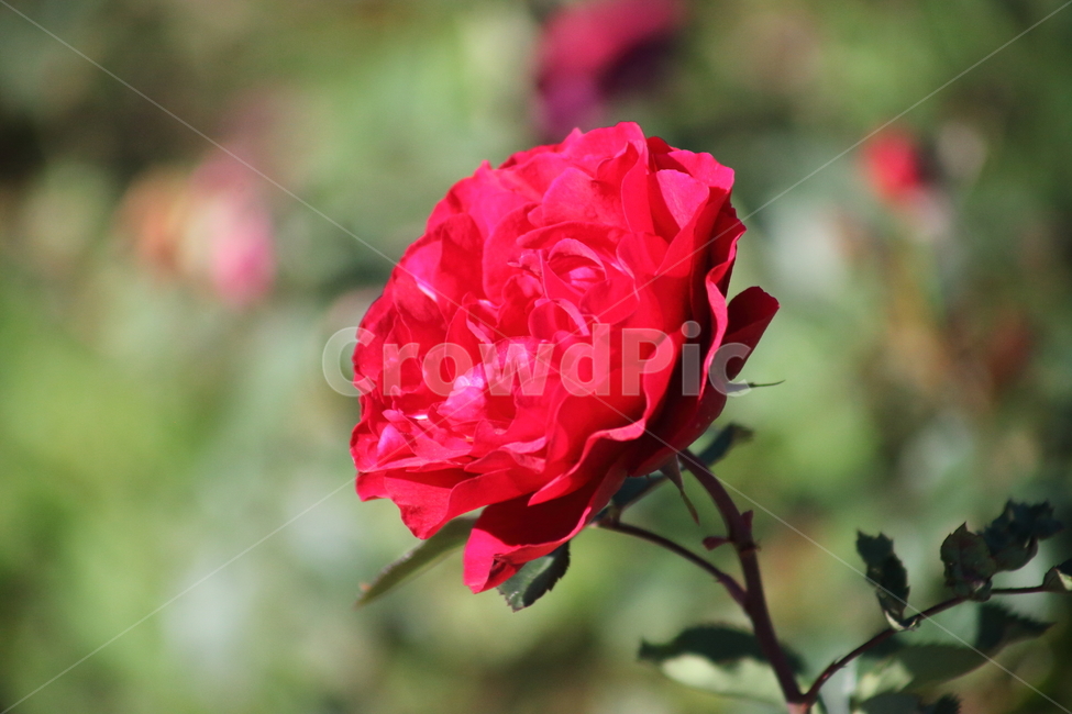 장미,꽃,정원수,덩굴식물,rose