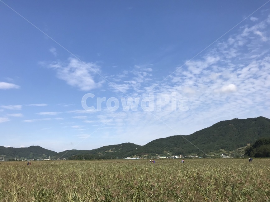 들판,갈대밭,산,풍경,배경,자연,풍경,nature,landscape,outdoors,옥외