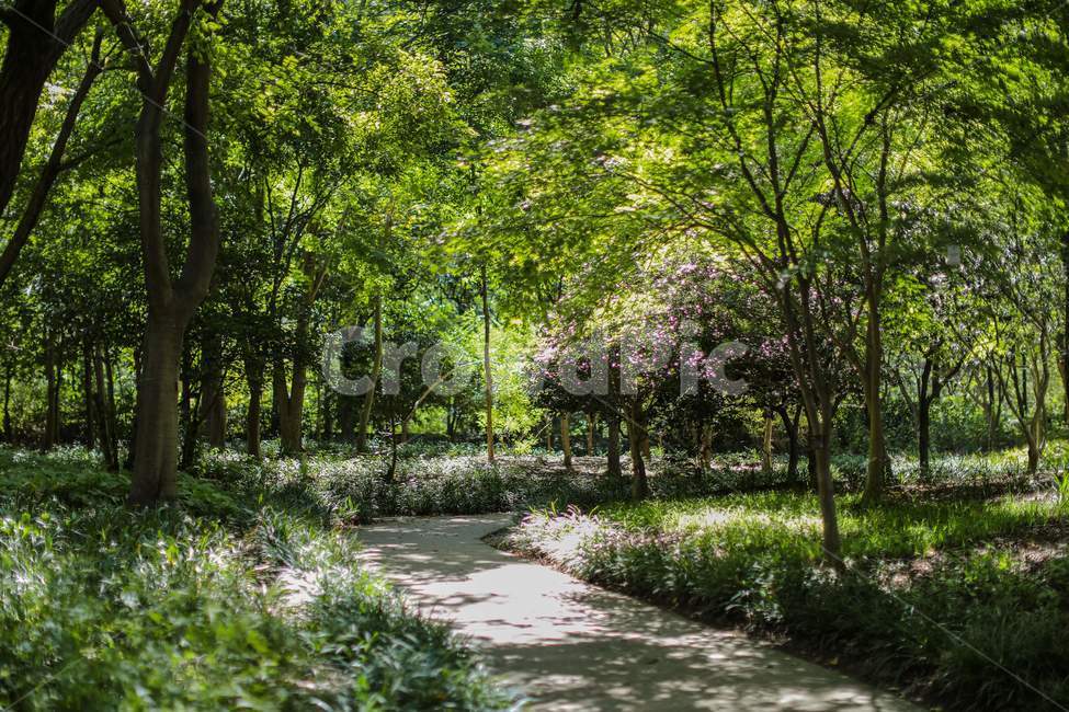 산책로,walk,나무,tree,식물,plant,힐링,green,풍경,landscape,자연,풍경,nature,landscape