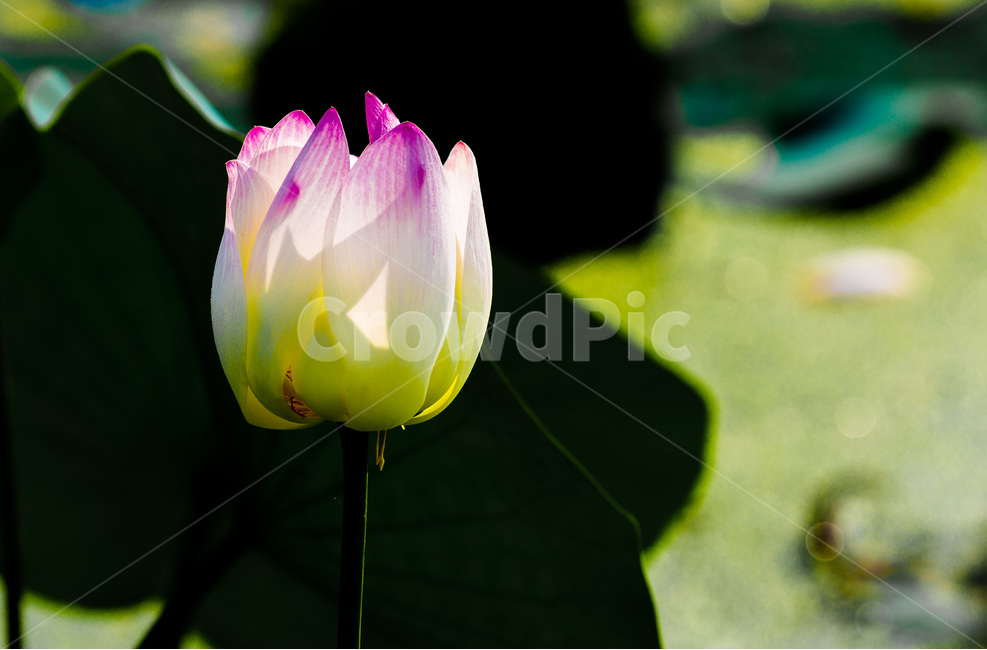 연꽃,연잎,문양,무늬,그림자,식물,자연,plants,nature,꽃,flower