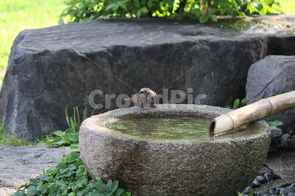 animal,동물,bird,새,accipiter,매,더위,목욕,샤워,shower,hot,water,약수,동물,animal,조류,새,birds