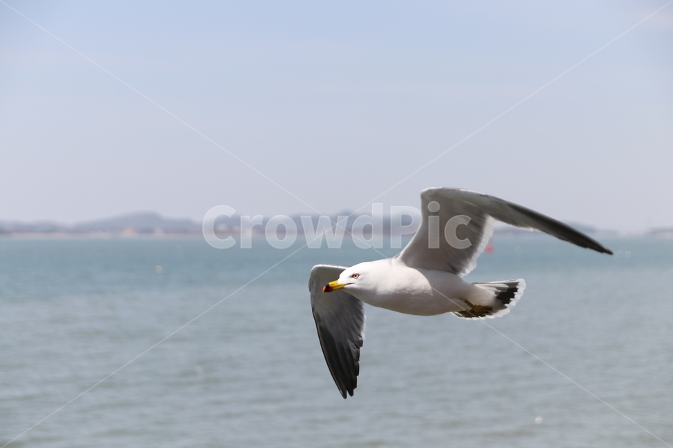 갈매기,바다,제부도,풍경,새,동물,animal,조류,새,birds