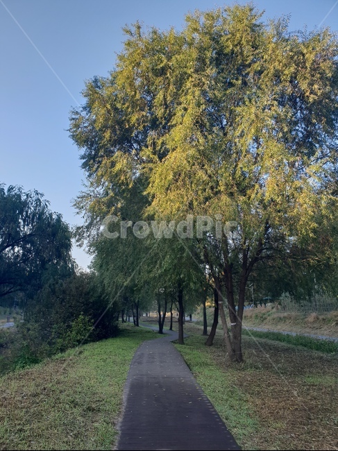 숲,산책,길,자연,나무,힐링,산책로,새벽,나무다리,자연,풍경,nature,landscape,tree,plant,식물,tree trunk,나무 줄기