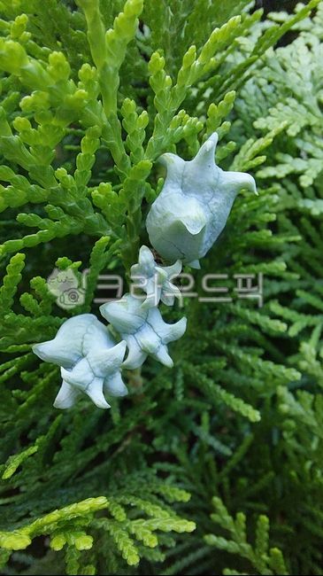 Cupressaceae,plant,tree,coniferous plant,arborvitae tree,orientalis,conifer,Arborvitae