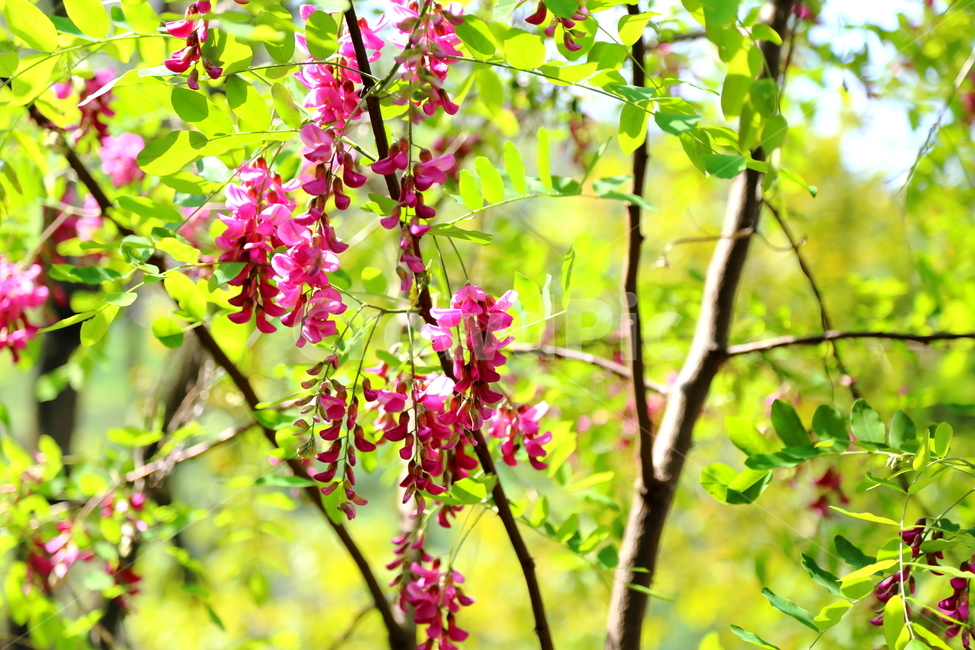 꽃,아카시아,지과화,보라색아카시아꽃,acacia,flower,보라색,식물,자연,plants,nature,꽃,flower