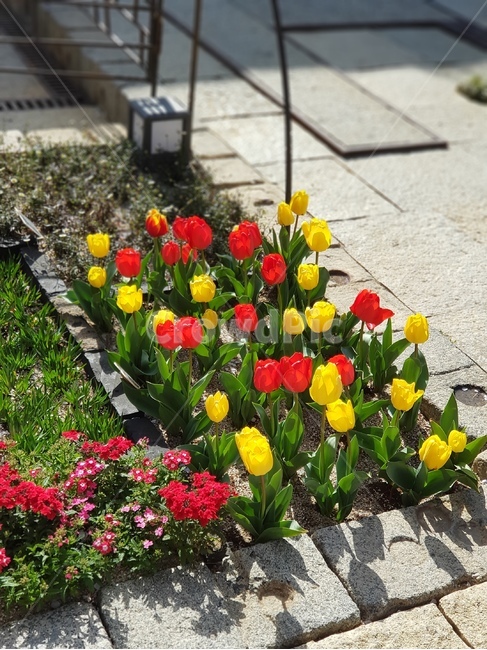 꽃,튤립,정원,햇살,꽃밭,tulip,flower,red,yellow,garden,sunshine